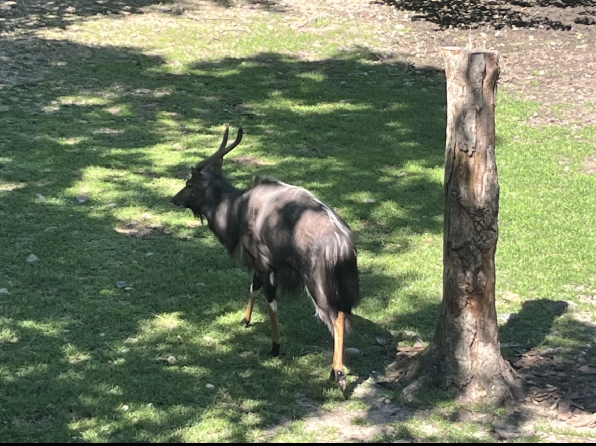 Male Lowland Nyala(July 2022)