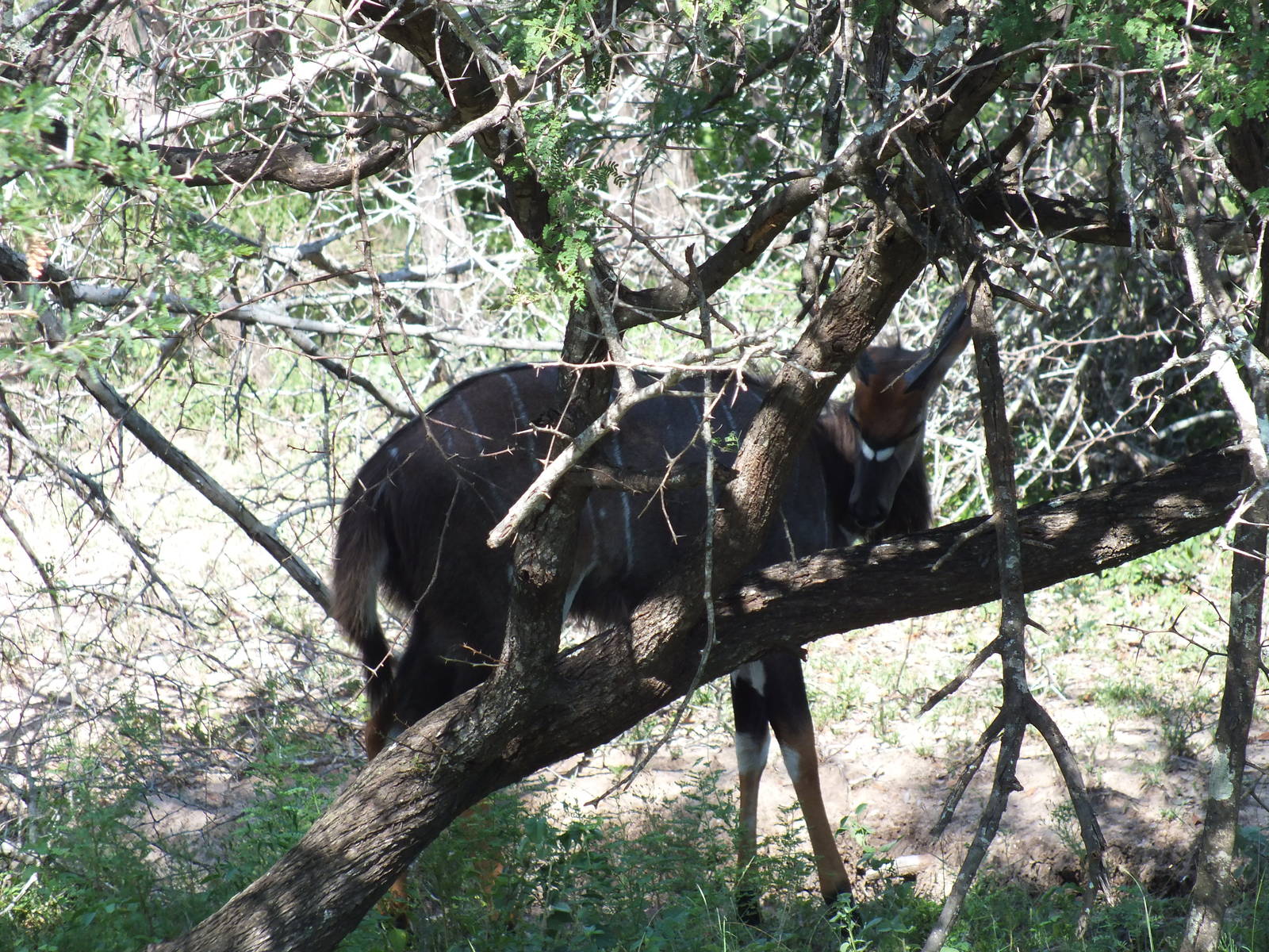 Male Lowland Nyala