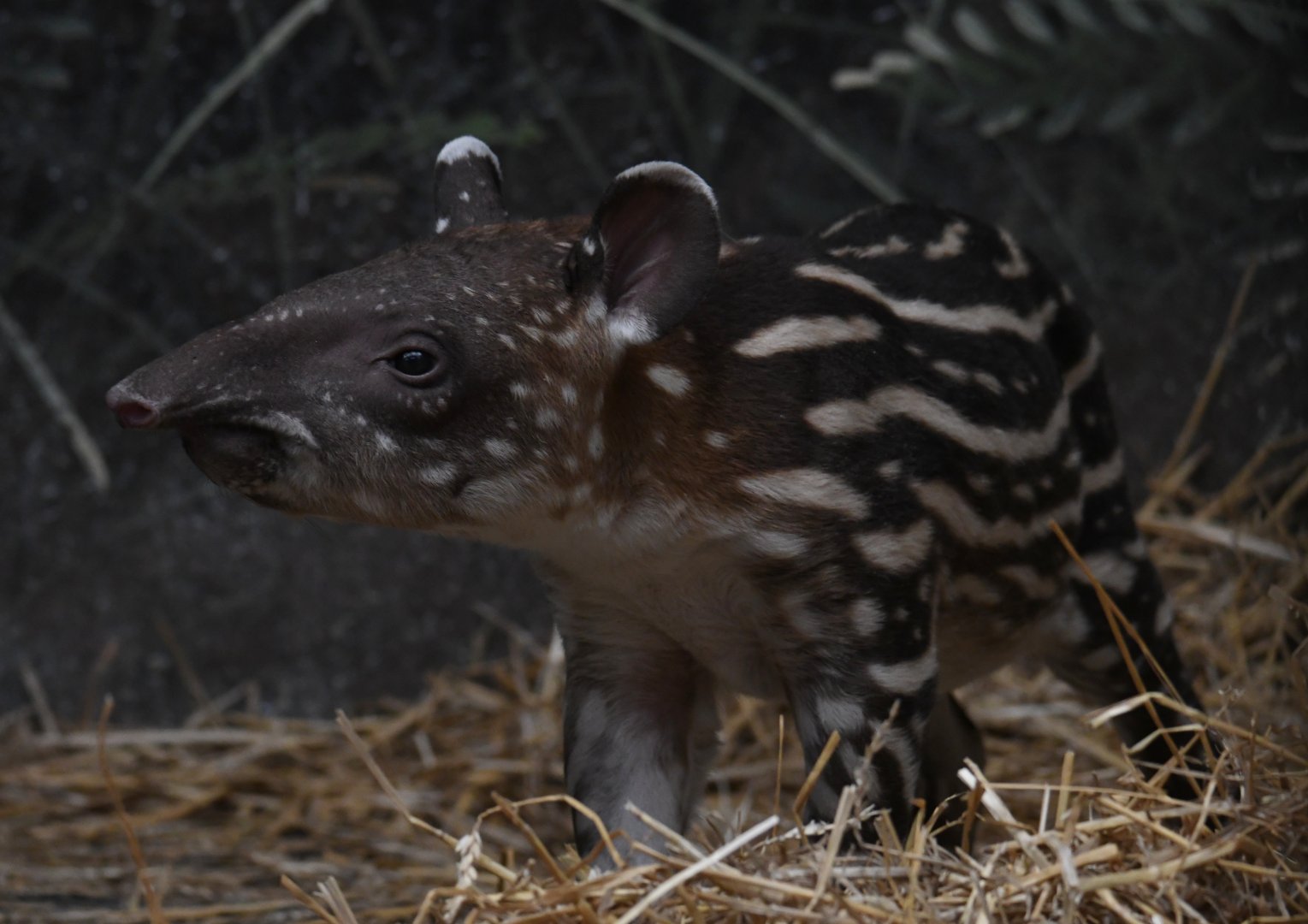 Male lowland tapir calf - 1 week old