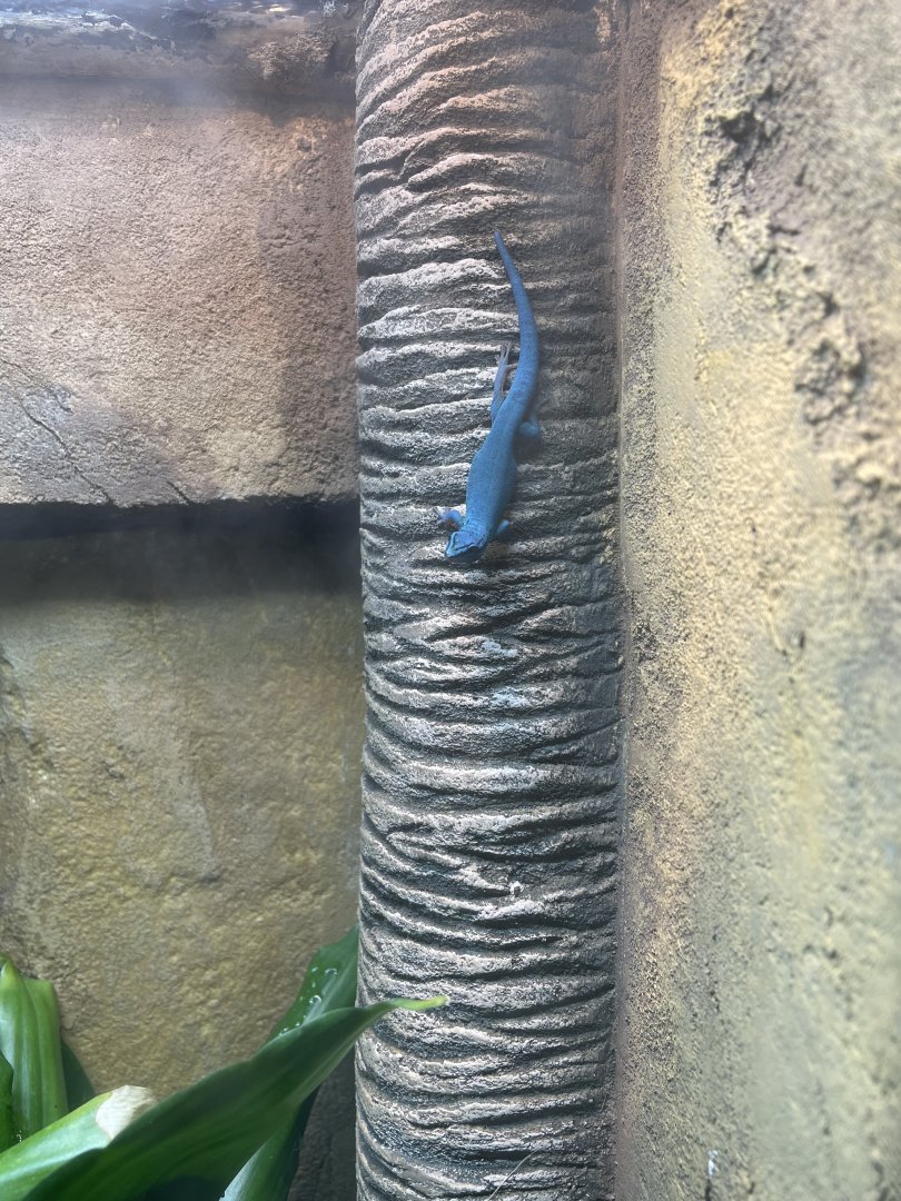 Male Lygodactylus williamsi