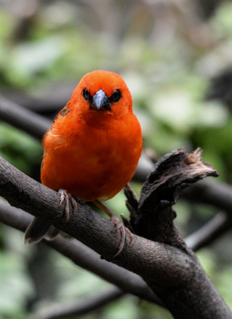 Male Madagascan Fody