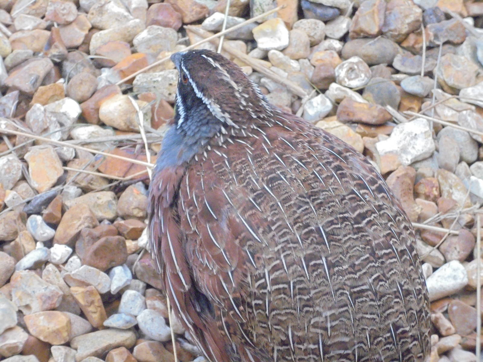 Male Madagascan Partridge 2015.