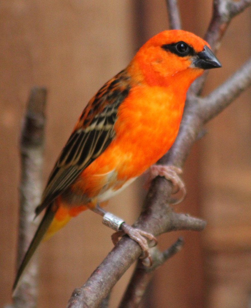 Male Madagascar fody