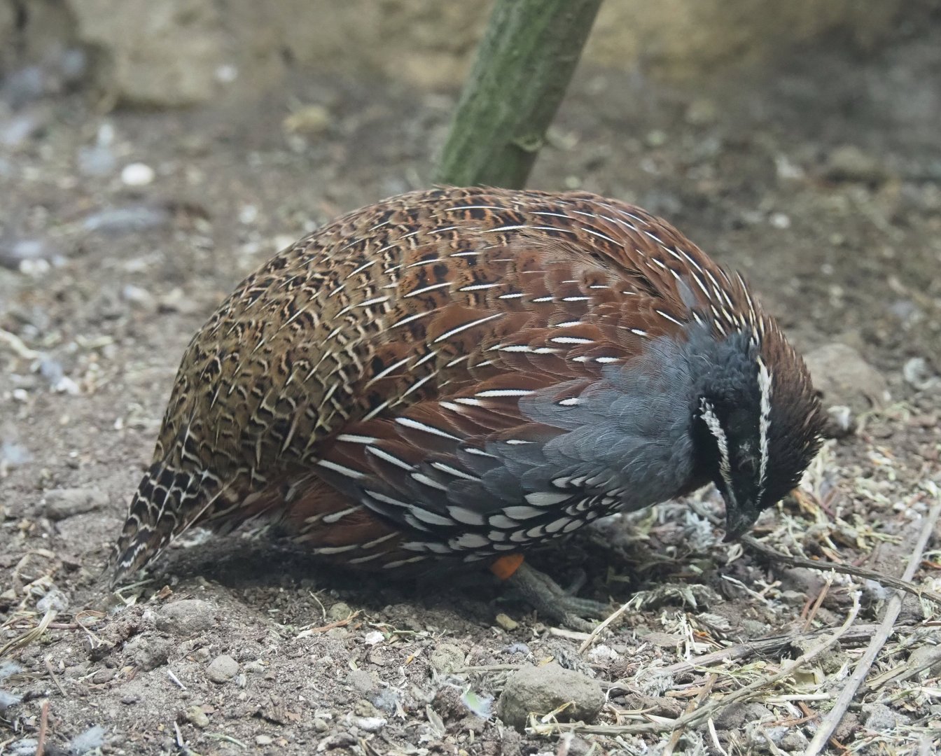 Male Madagascar partridge (Margaroperdix madagarensis), 2019-04-20