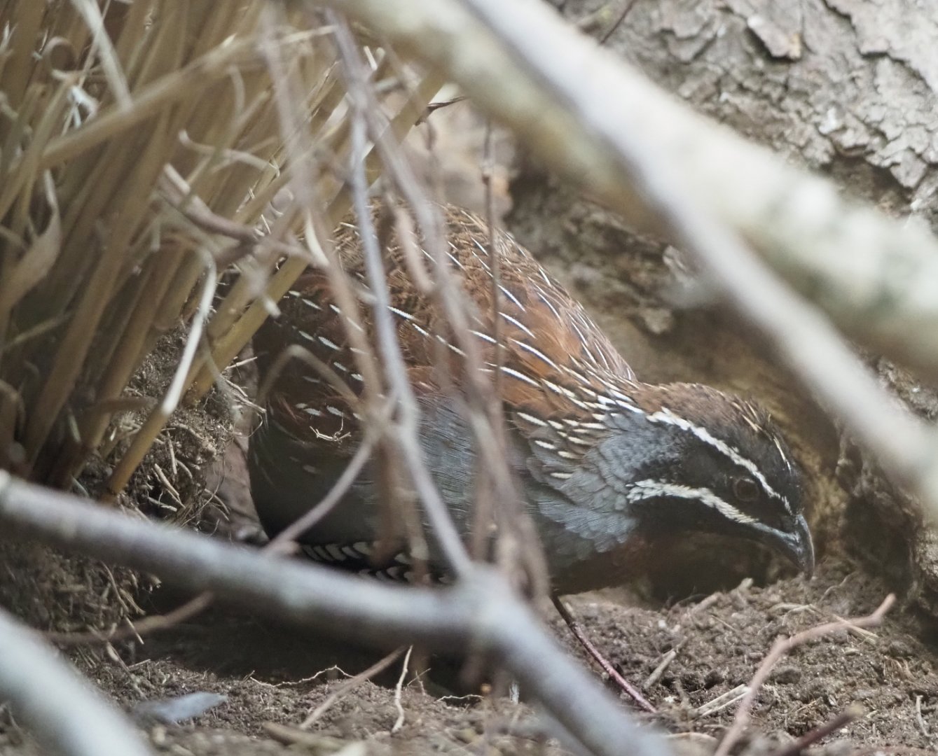 Male Madagascar partridge (Margaroperdix madagarensis), 2020-05-24