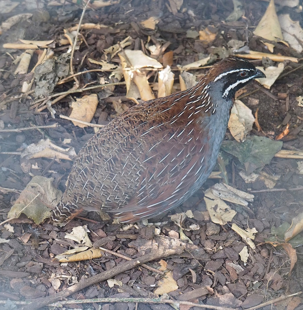 Male Madagascar partridge (Margaroperdix madagarensis), 2022-08-16