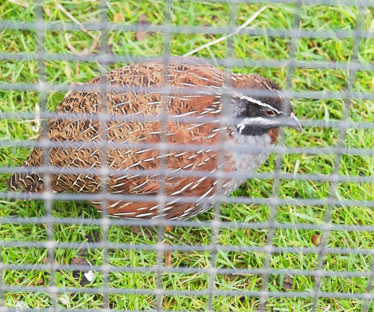 Male Madagascar partridge (Margaroperdix madagarensis), 2023-04-08