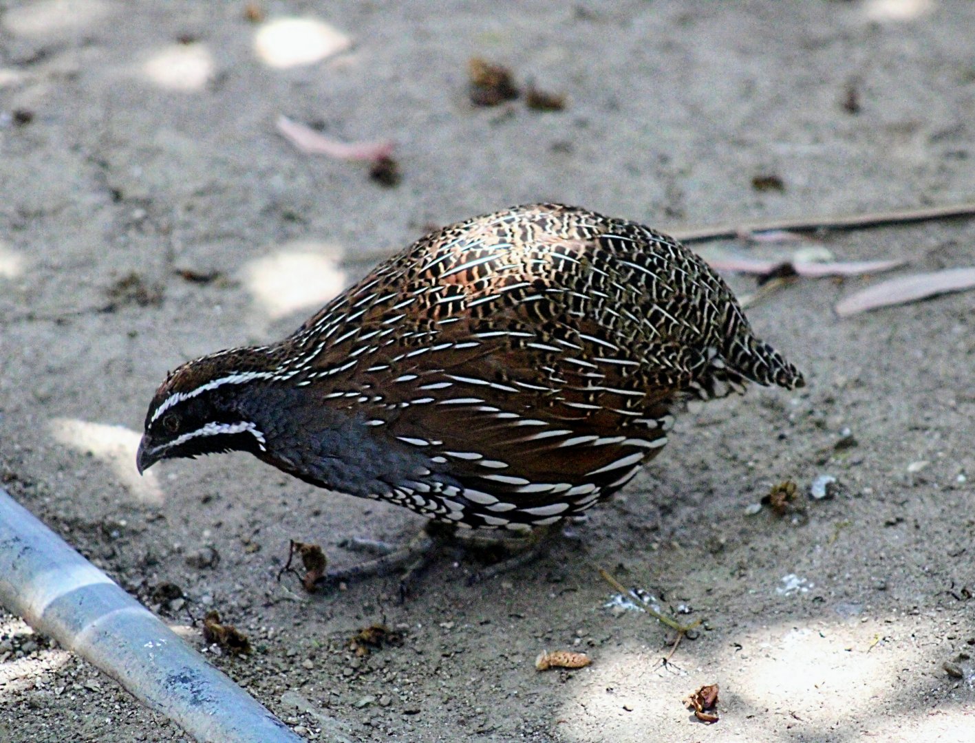 Male Madagascar Partridge