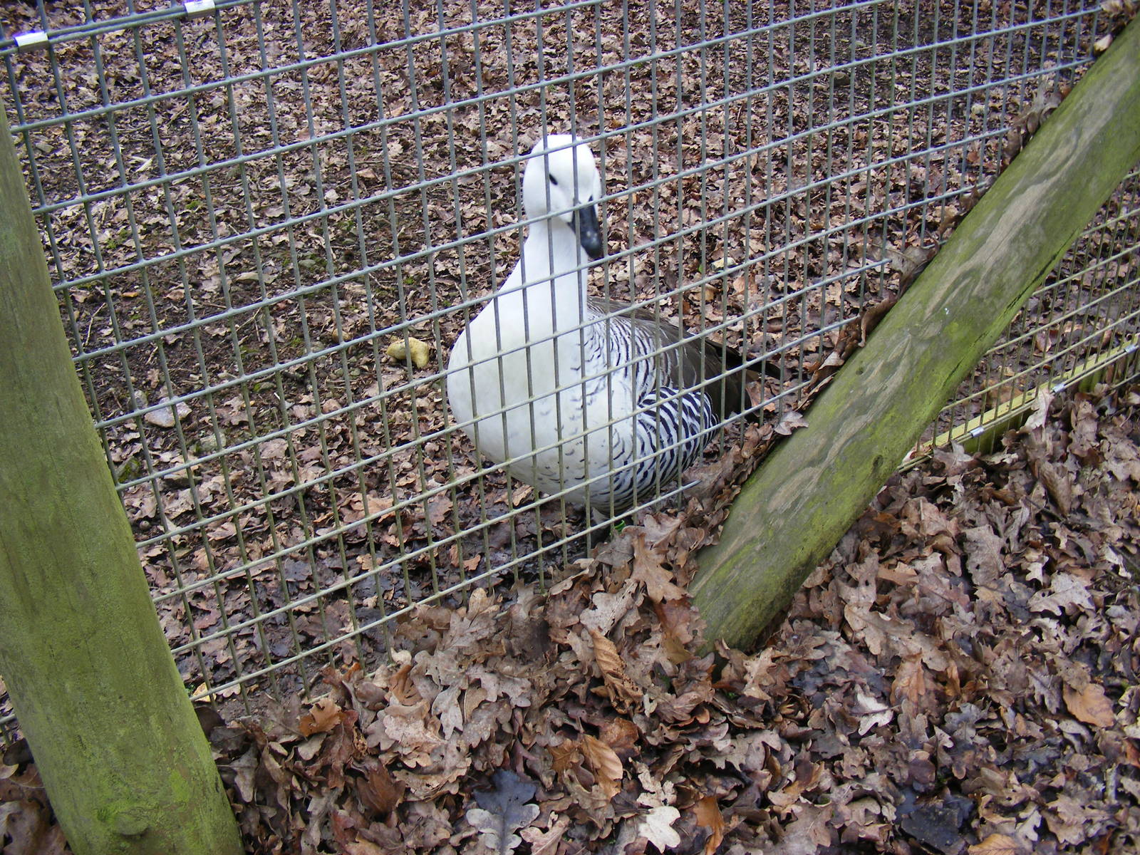 Male Magellan goose at Marwell Wildlife, 21 March 2010