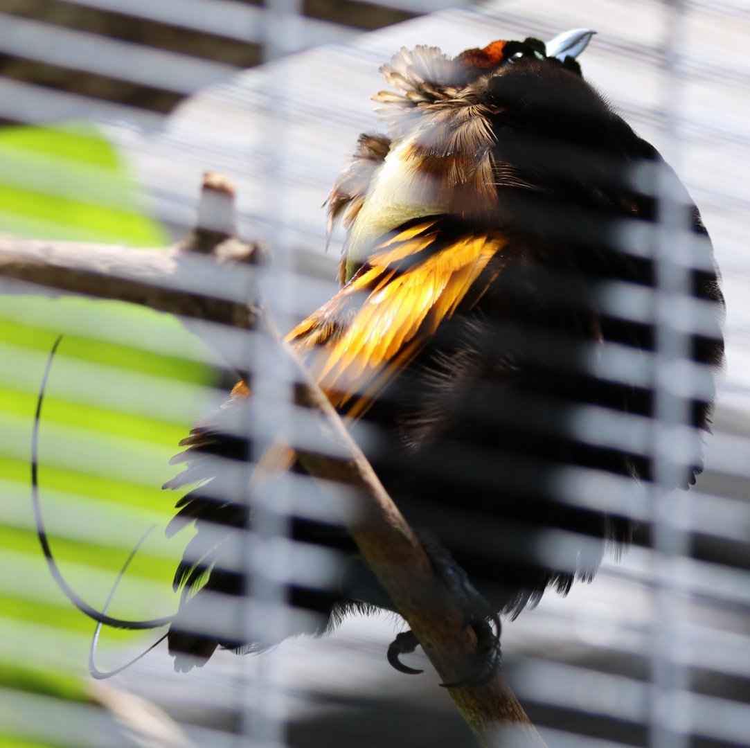 Male Magnificent Bird of Paradise