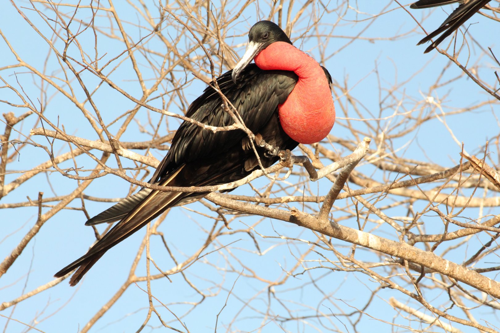 Male Magnificent Frigate Bird