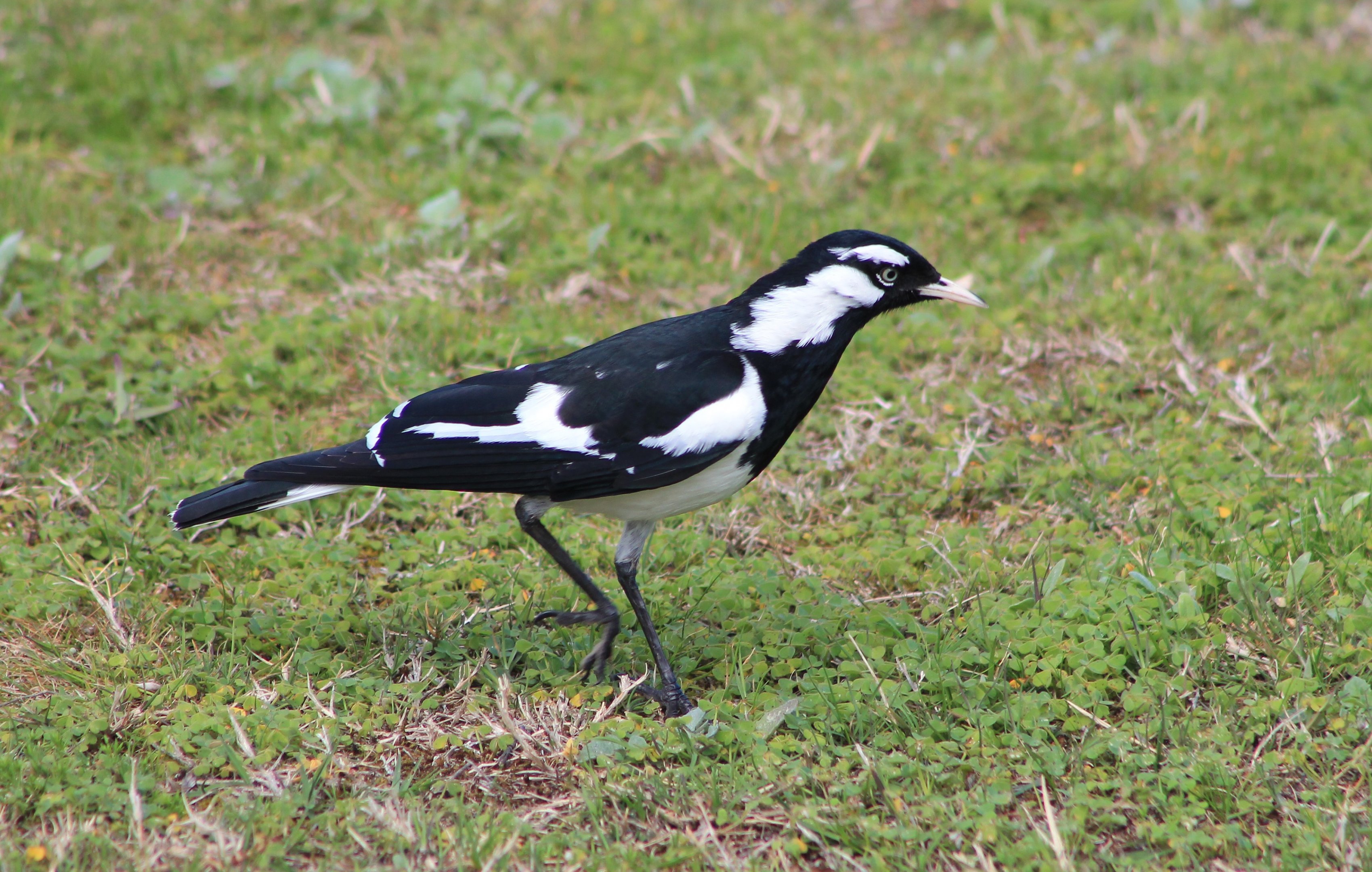 male Magpie-Lark (Grallina cyanoleuca)