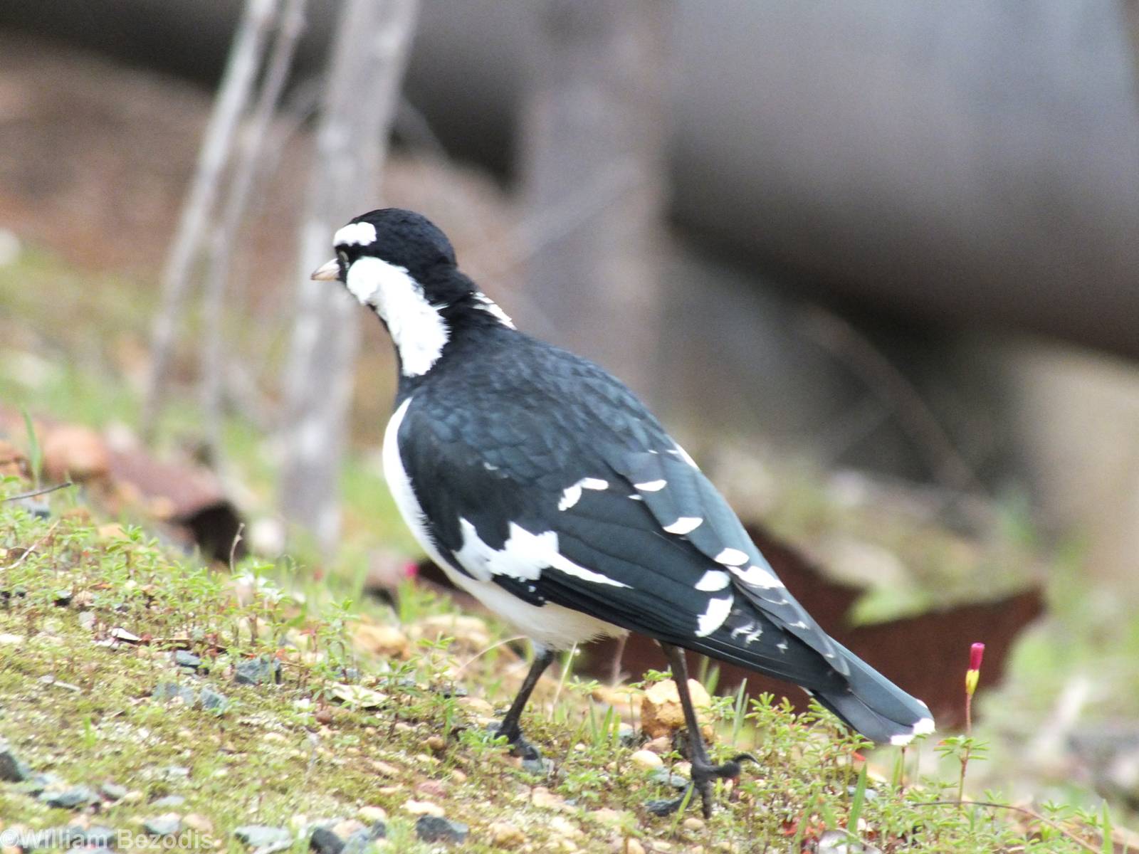 Male Magpie-lark