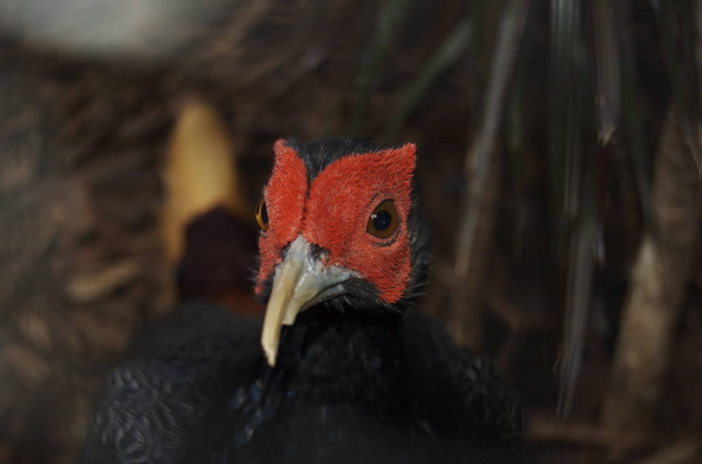 Male malay crestless fireback