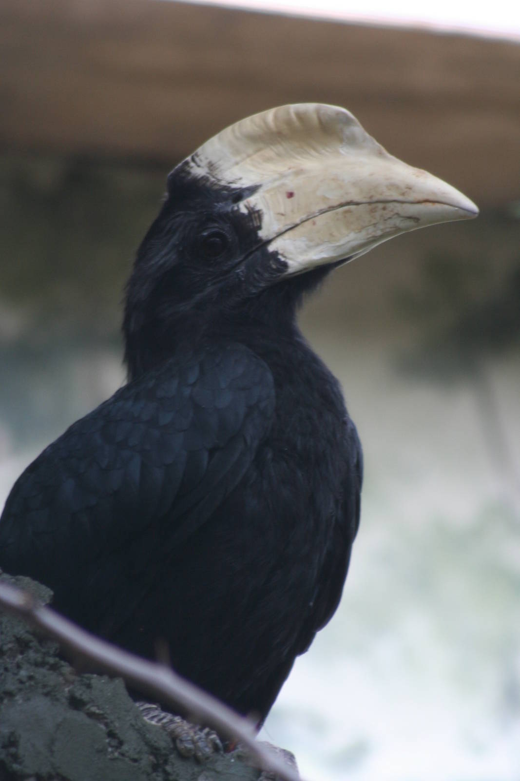 Male Malayan Black Hornbill @ Bristol; 23.07.2011