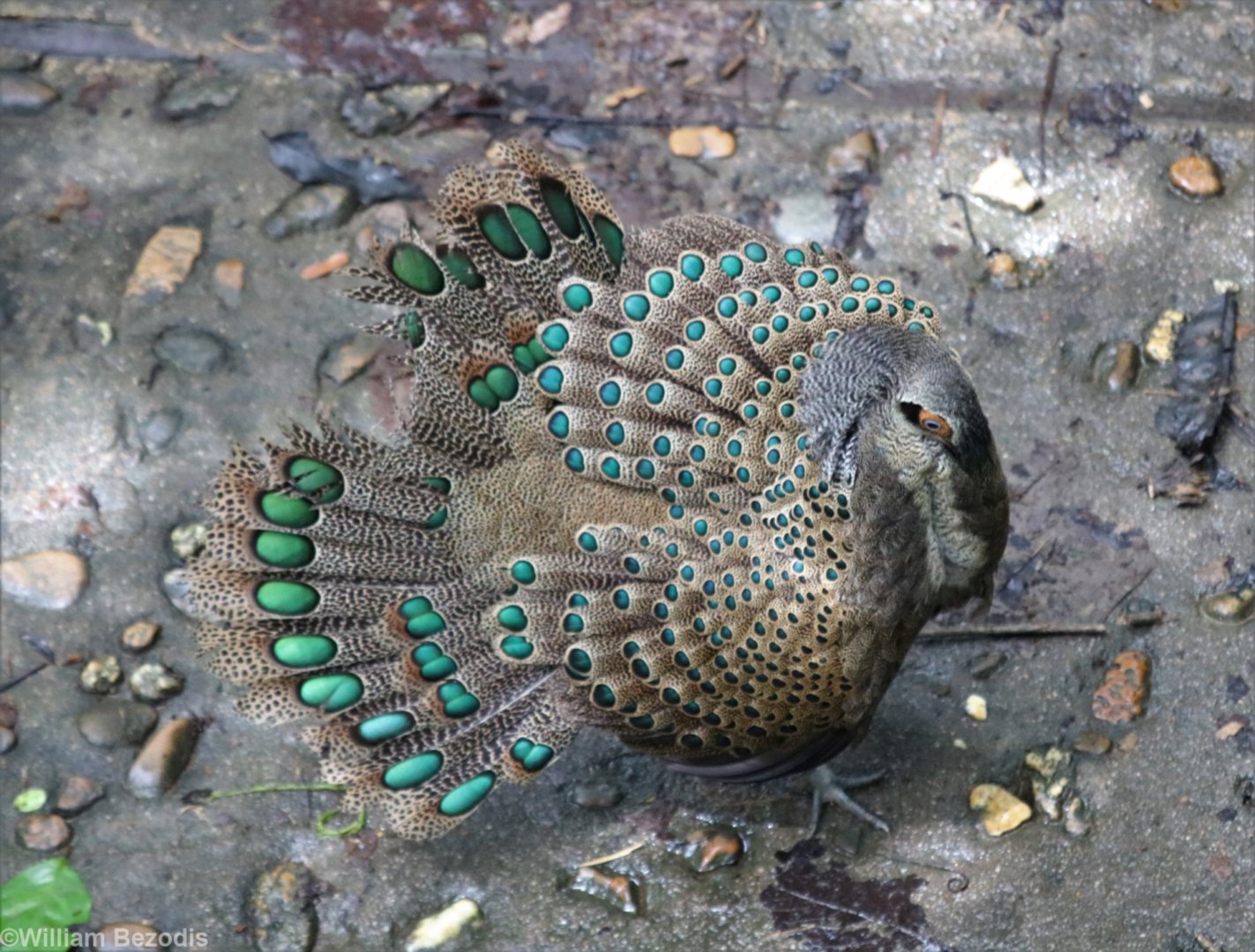 Male Malayan Peacock Pheasant in Full Display - Taman Negara