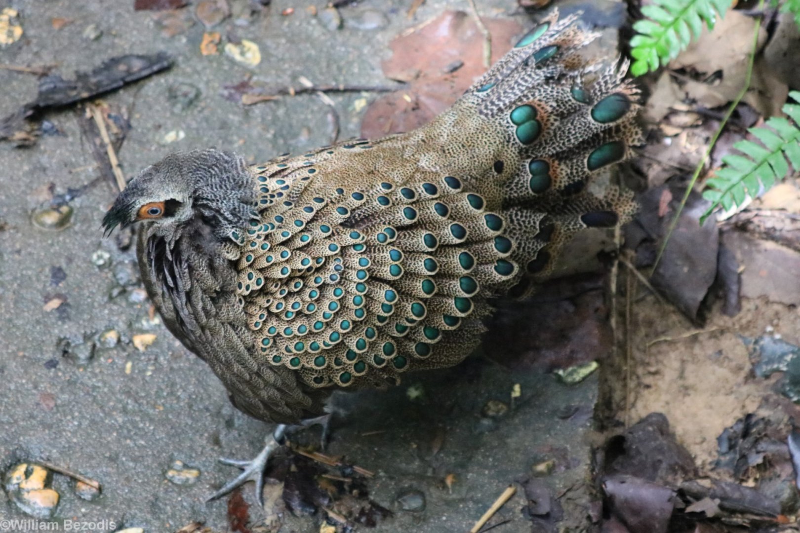 Male Malayan Peacock Pheasant Preparing to Display - Taman Negara