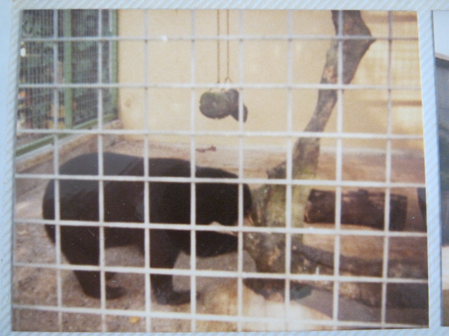 Male Malayan Sun Bear Bruno August 1984