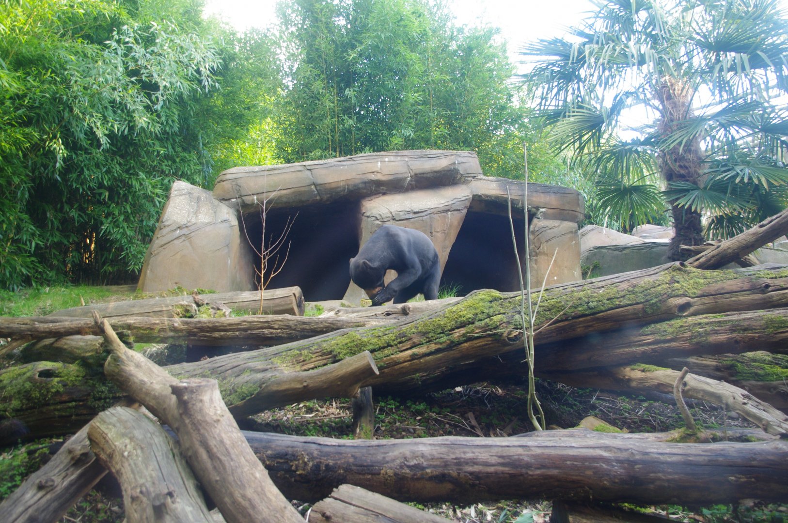 Male Malayan Sun Bear Jo-Jo- Colchester Zoo 25/2/2022