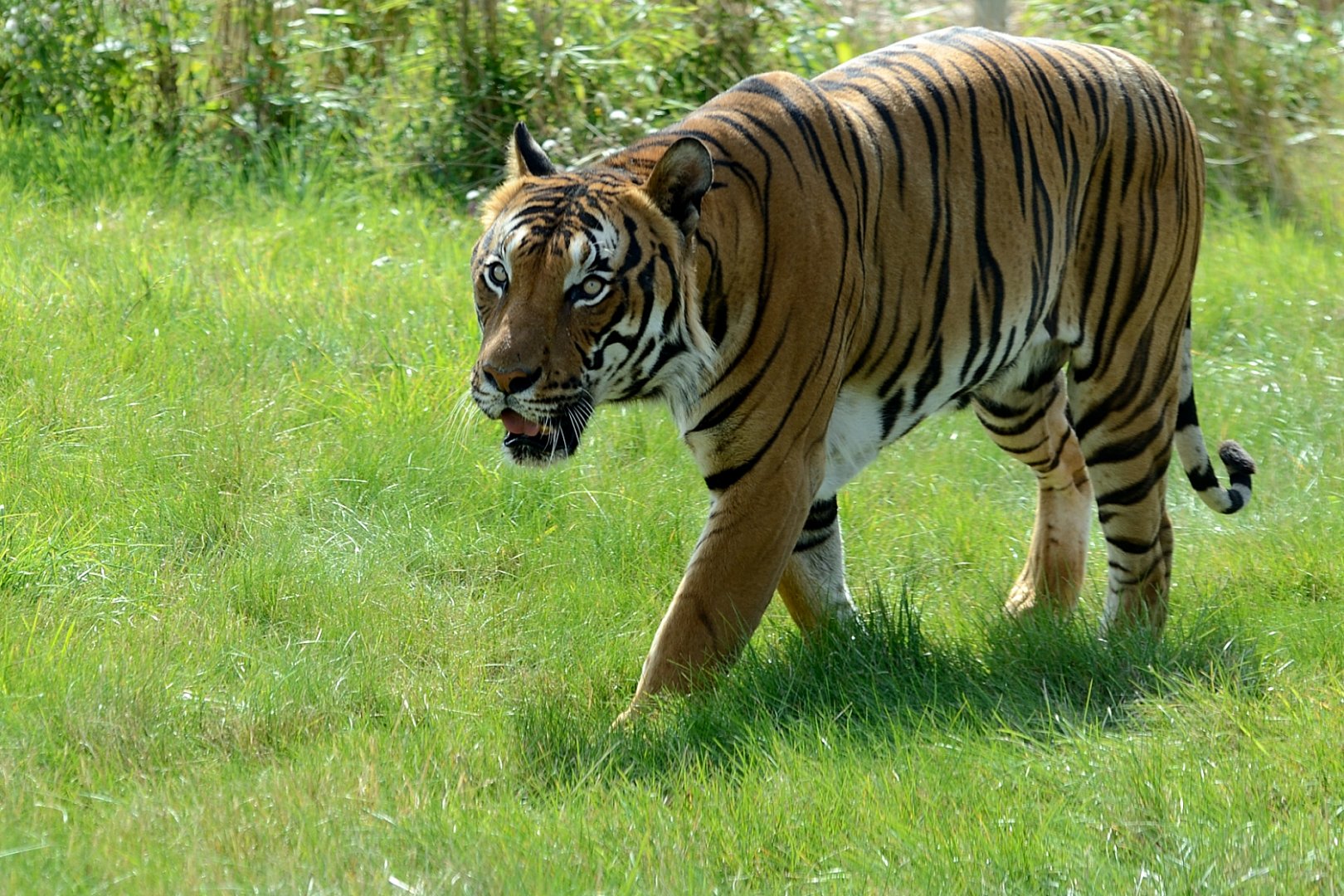 Male Malayan Tiger 'Cicip' - Hamerton 24/08/19