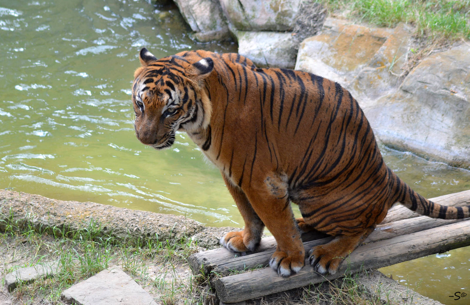 Male Malayan Tiger (Panthera tigris jacksoni)