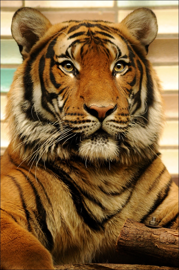 Male malayan tiger