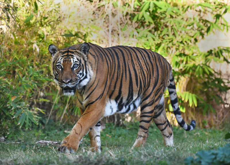 male Malayan tiger