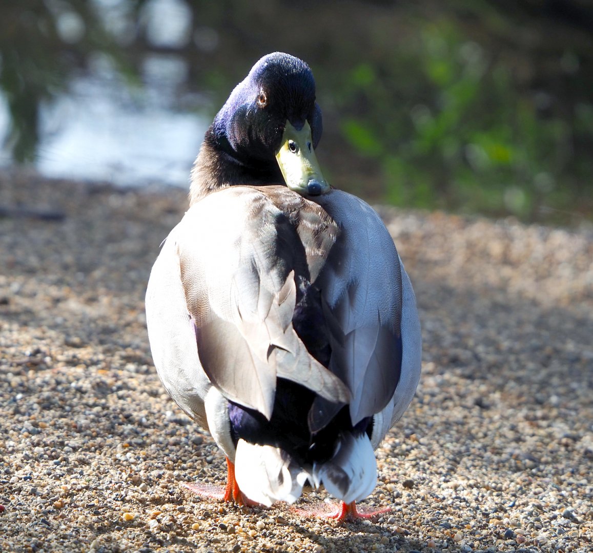 Male Mallard (Anas platyrhynchos) in the European aviary, 2022-04-12