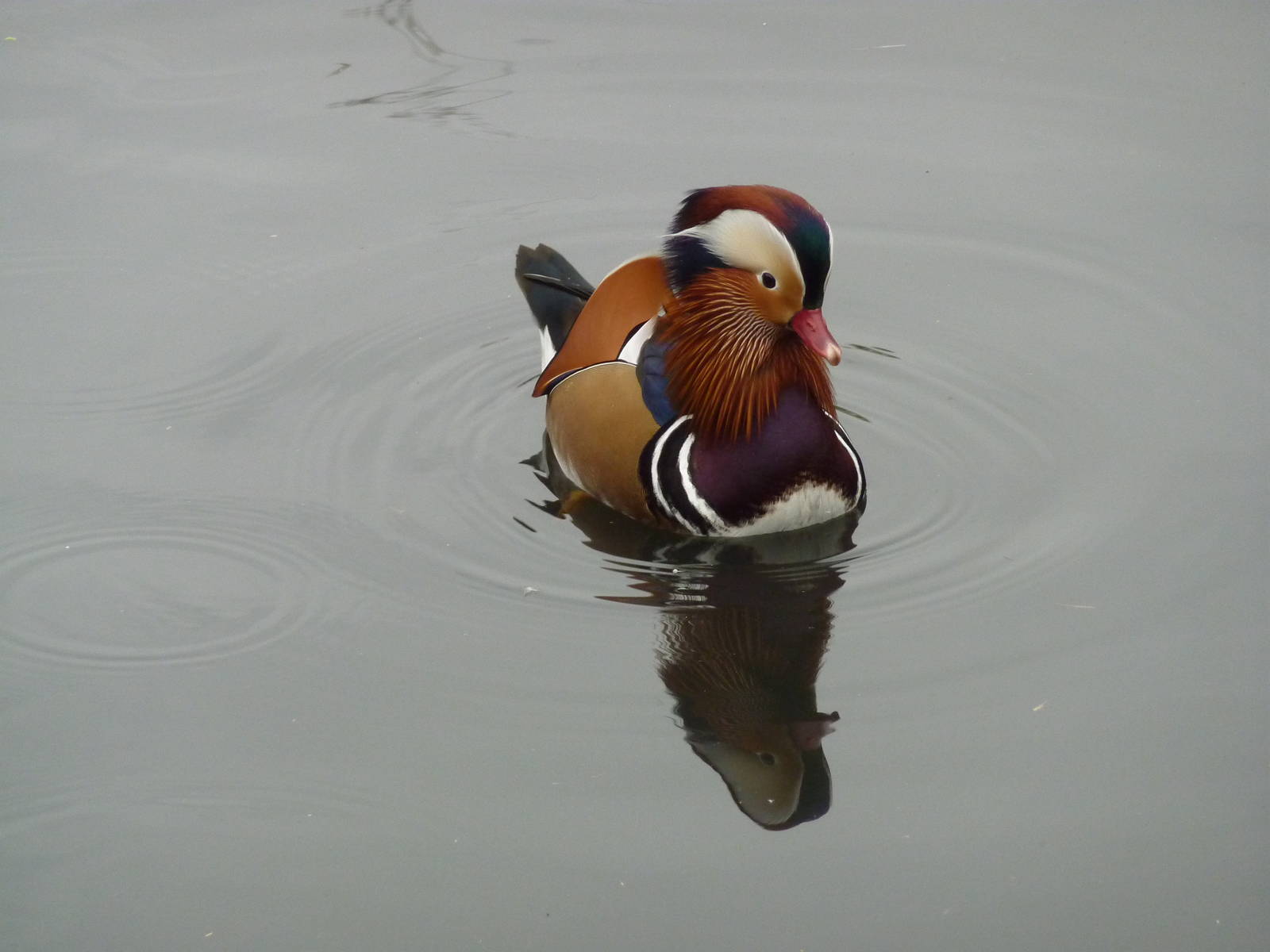 Male Mandarin duck, 5th October 2012