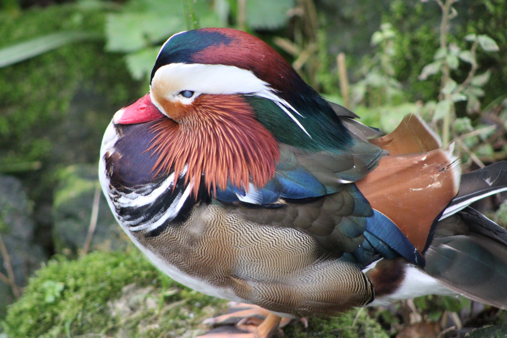Male Mandarin Duck (Aix galericulata)