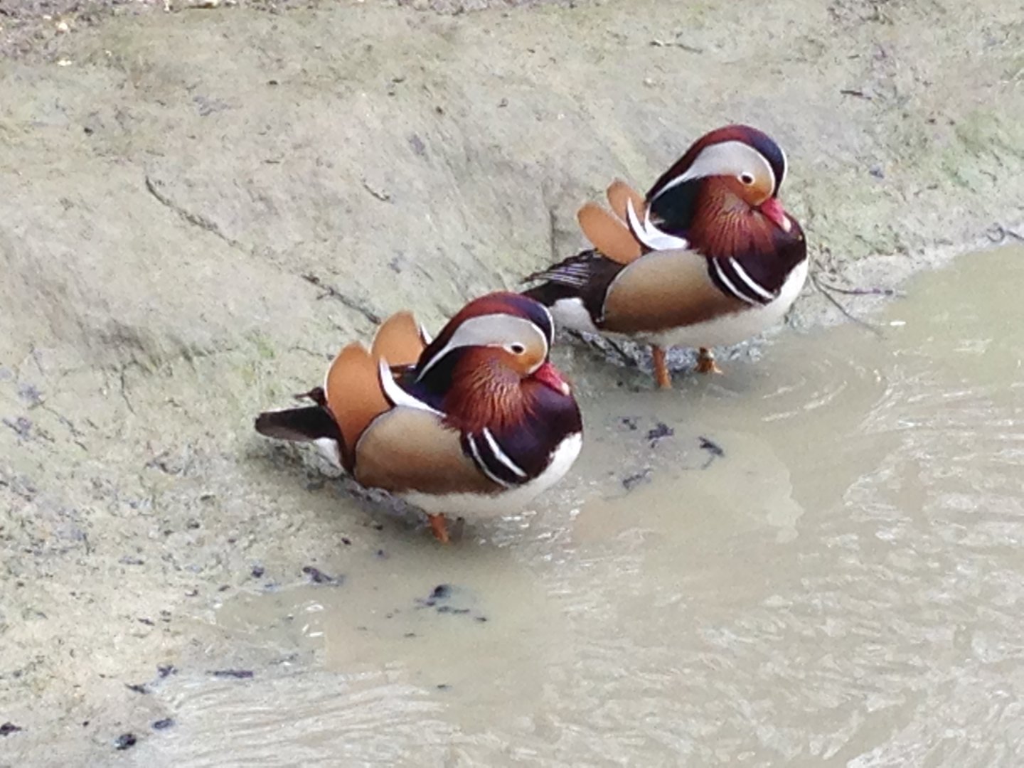 Male Mandarin Ducks