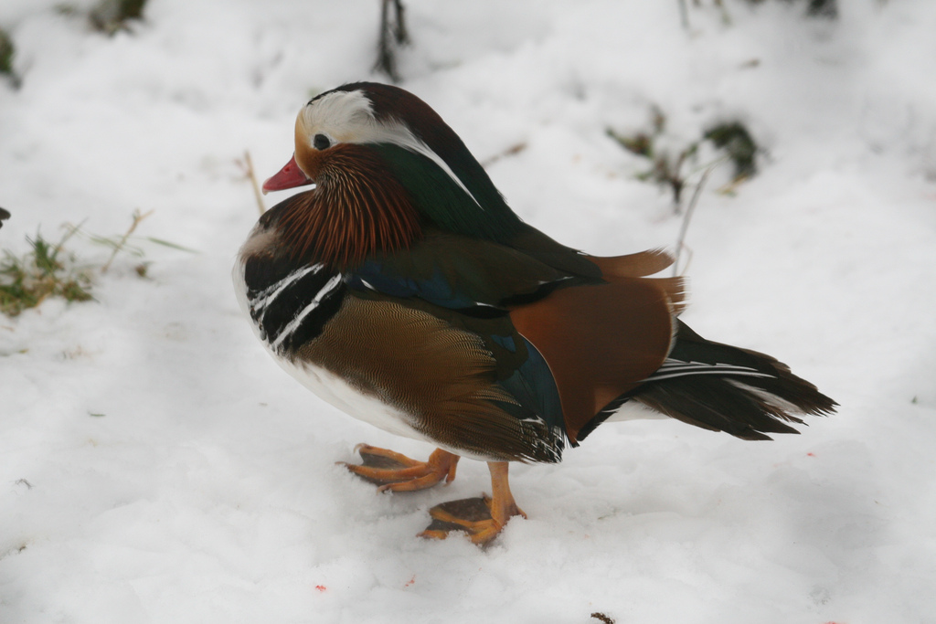 Male Mandarin