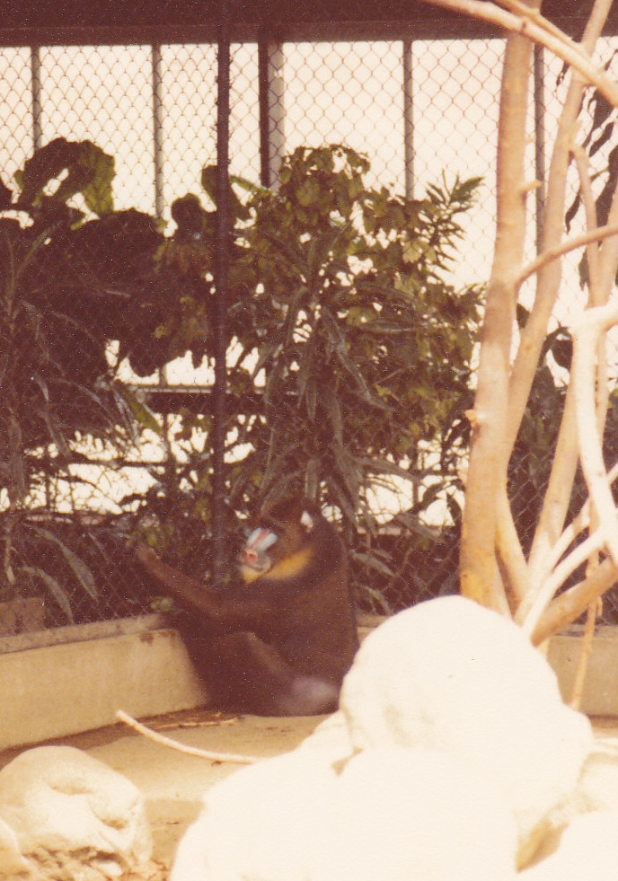 Male mandrill 1980