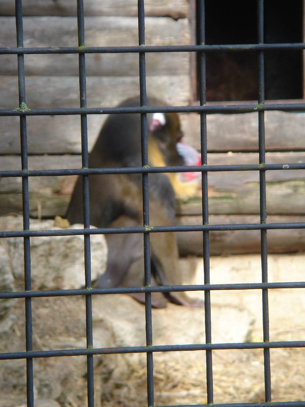 Male Mandrill 2009
