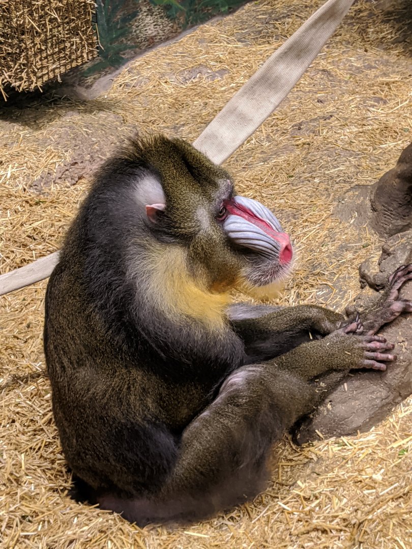 Male Mandrill - 24-08-2020
