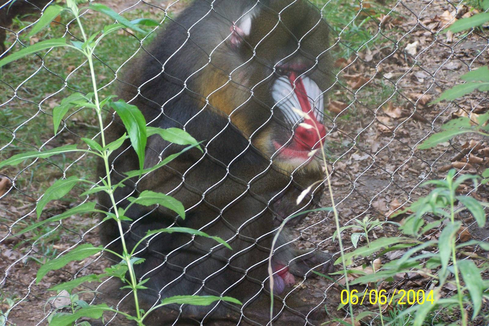 Male Mandrill ~ African Forest