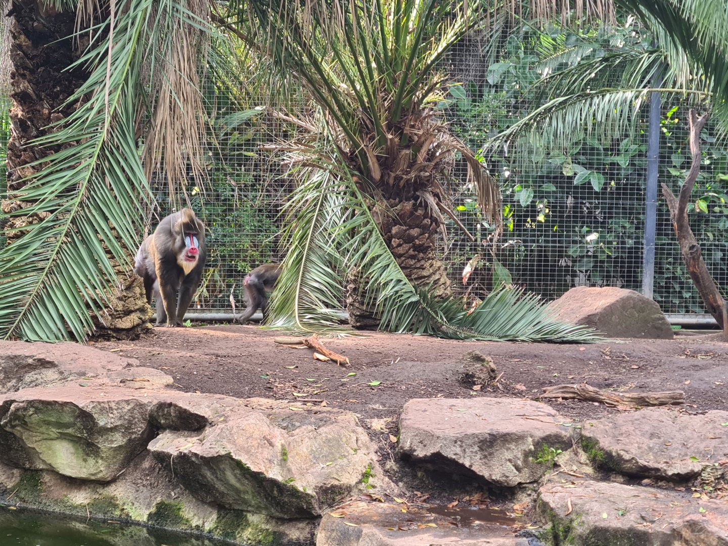 Male Mandrill at Adelaide Zoo