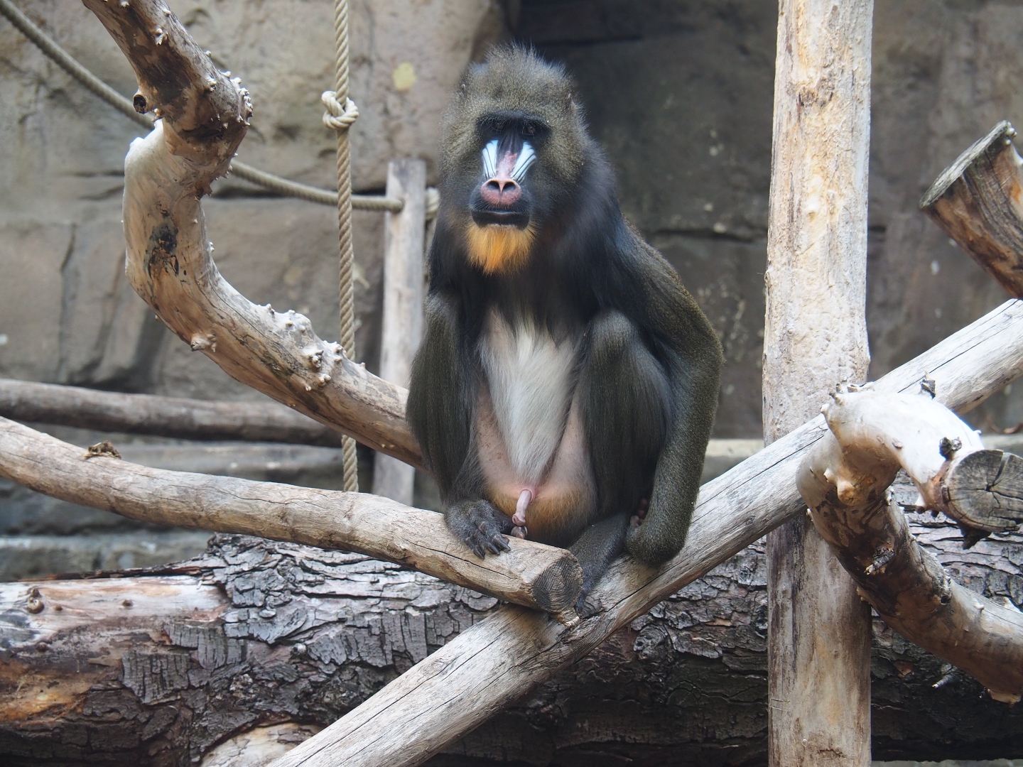 Male mandrill (Mandrillus sphinx)