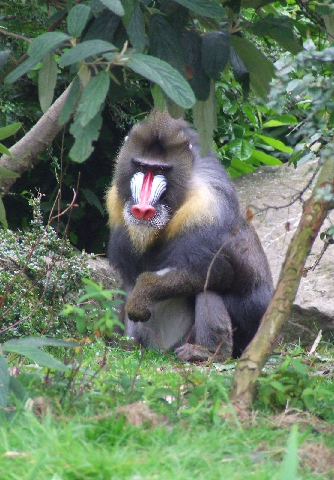 Male Mandrill, Monkey Islands