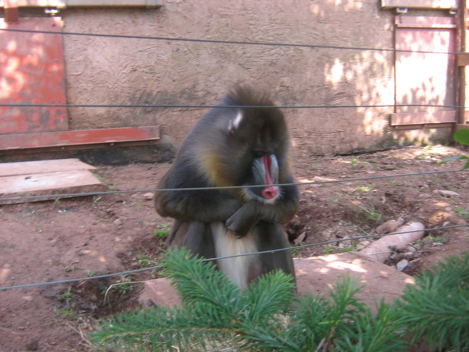 male mandrill