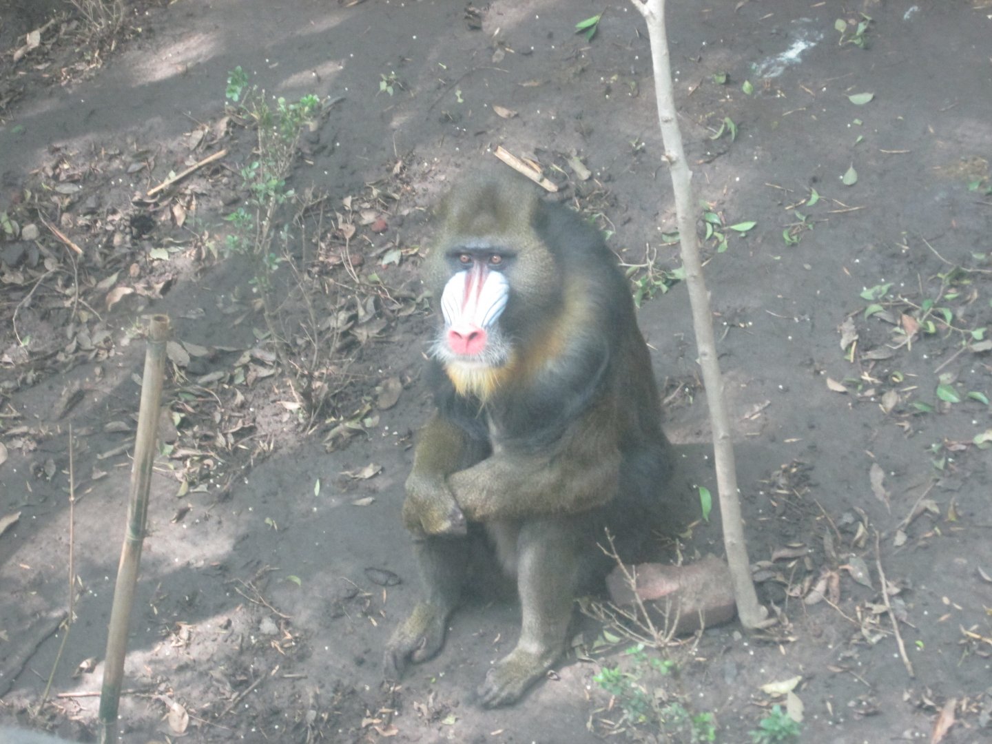 male mandrill