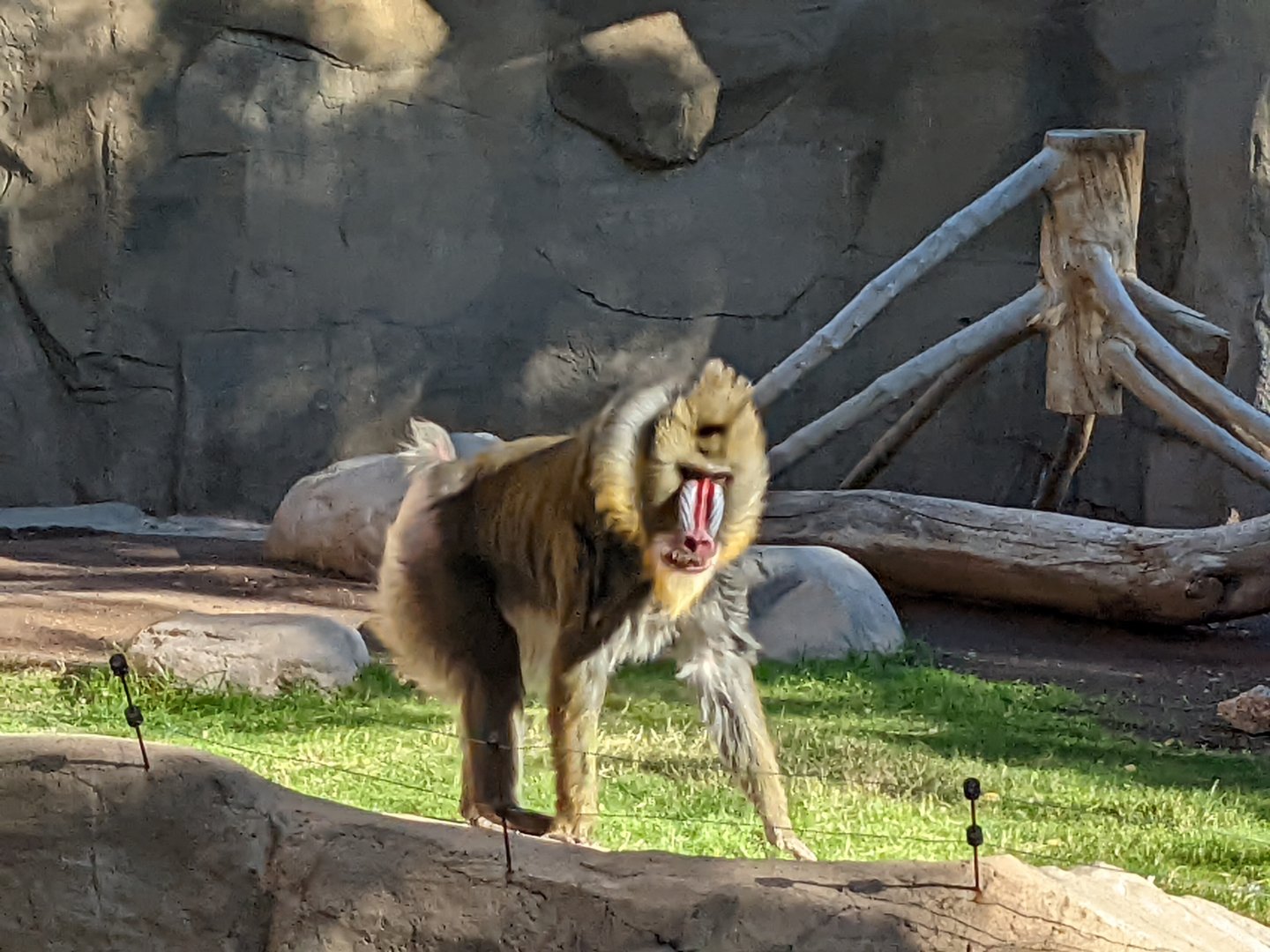 Male mandrill