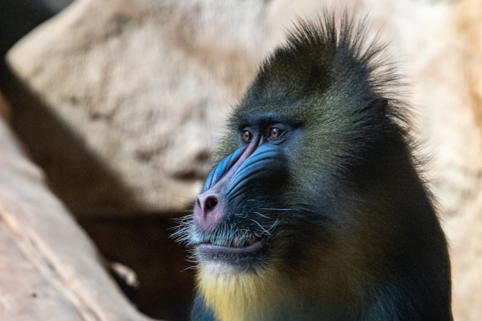 Male Mandrill