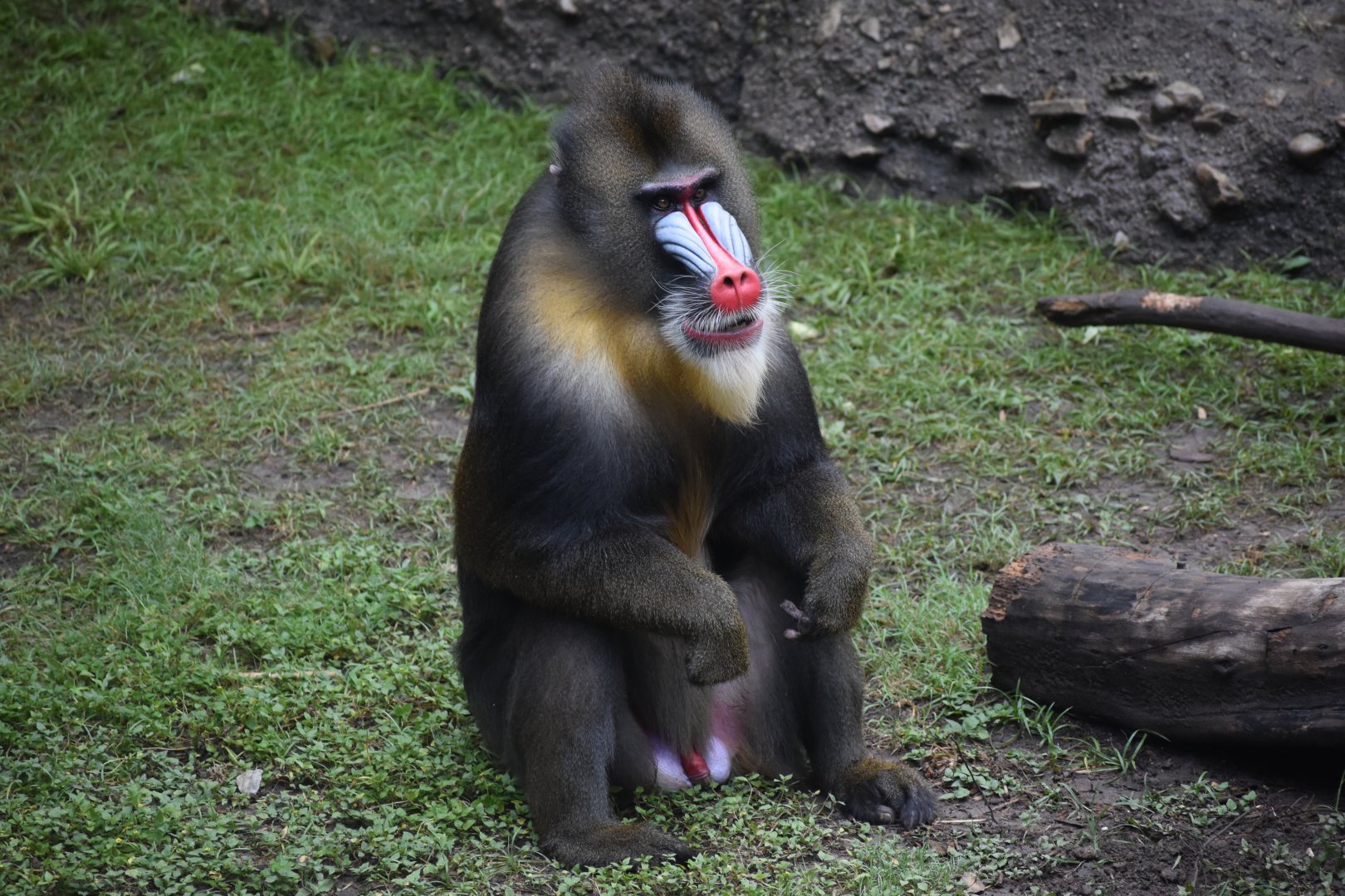 Male Mandrill