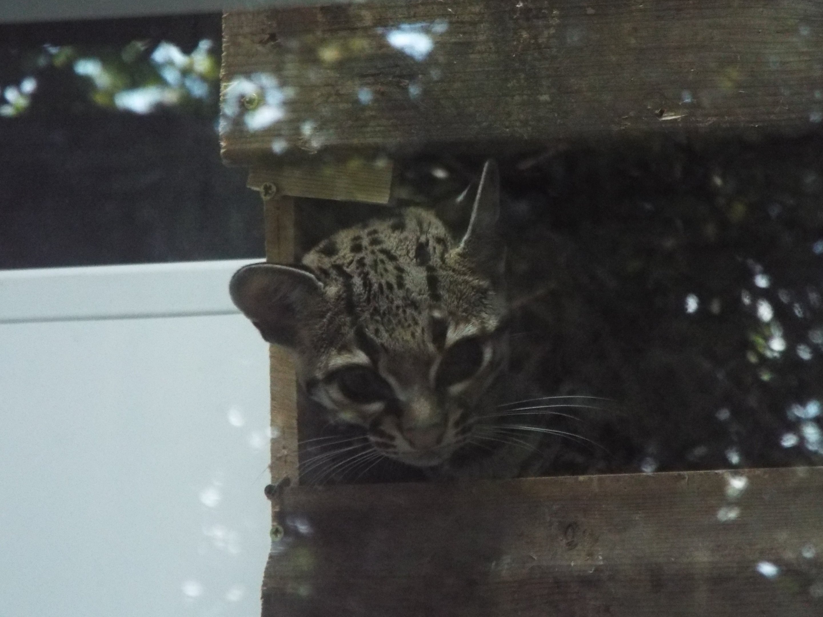 Male Margay inside "nestbox"