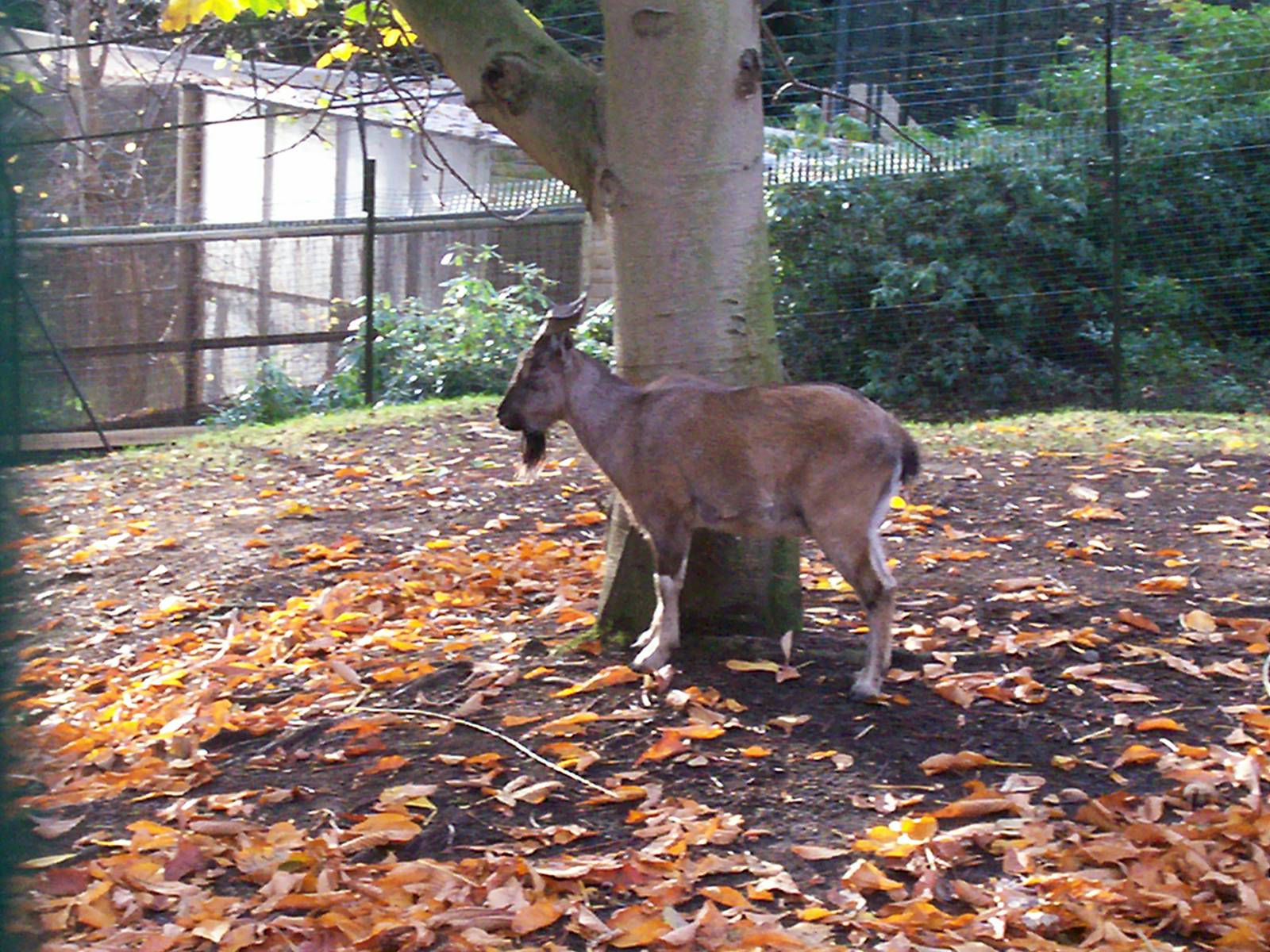 Male markhor at Edinburgh zoo