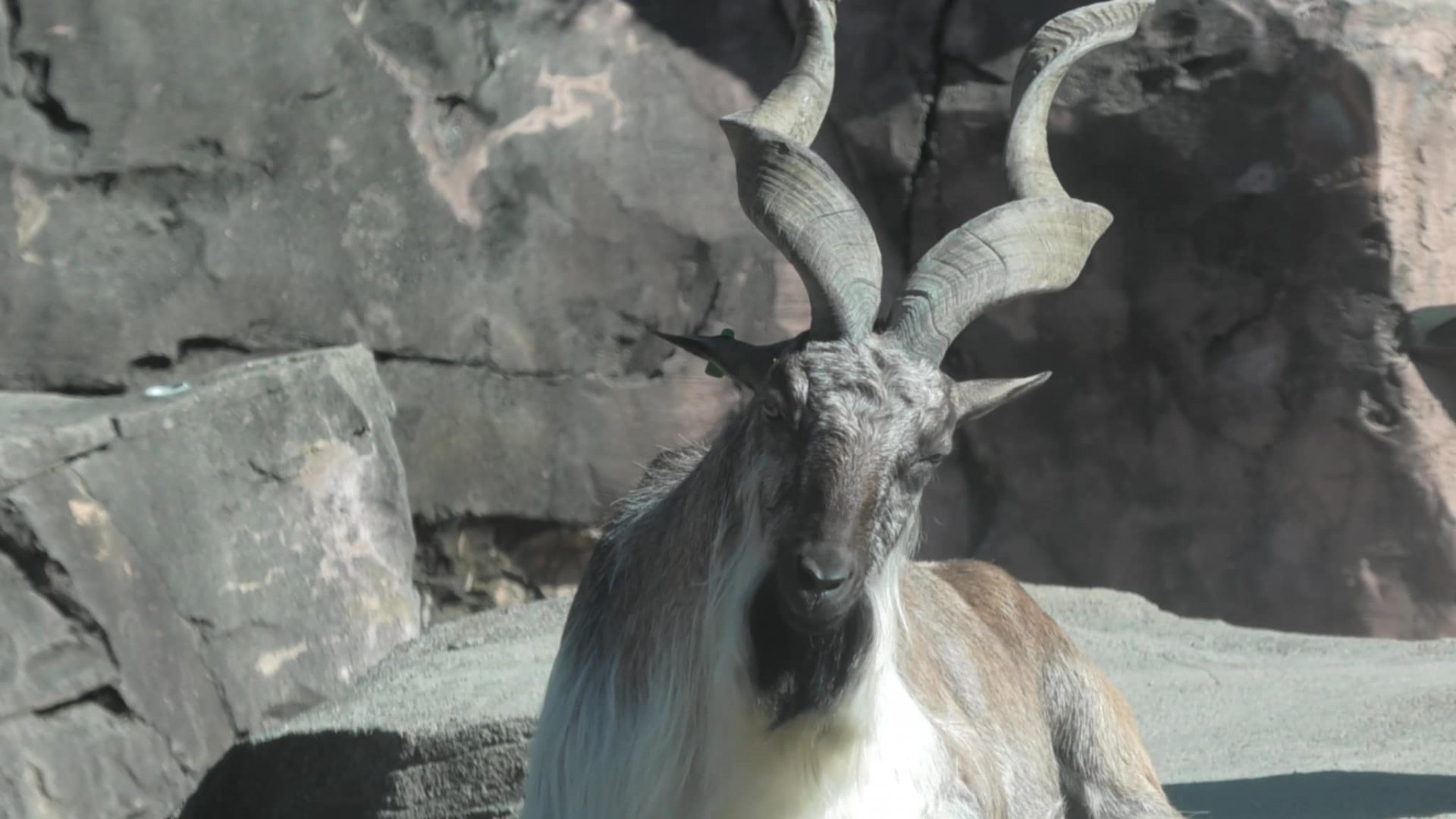 Male markhor standing on a rock