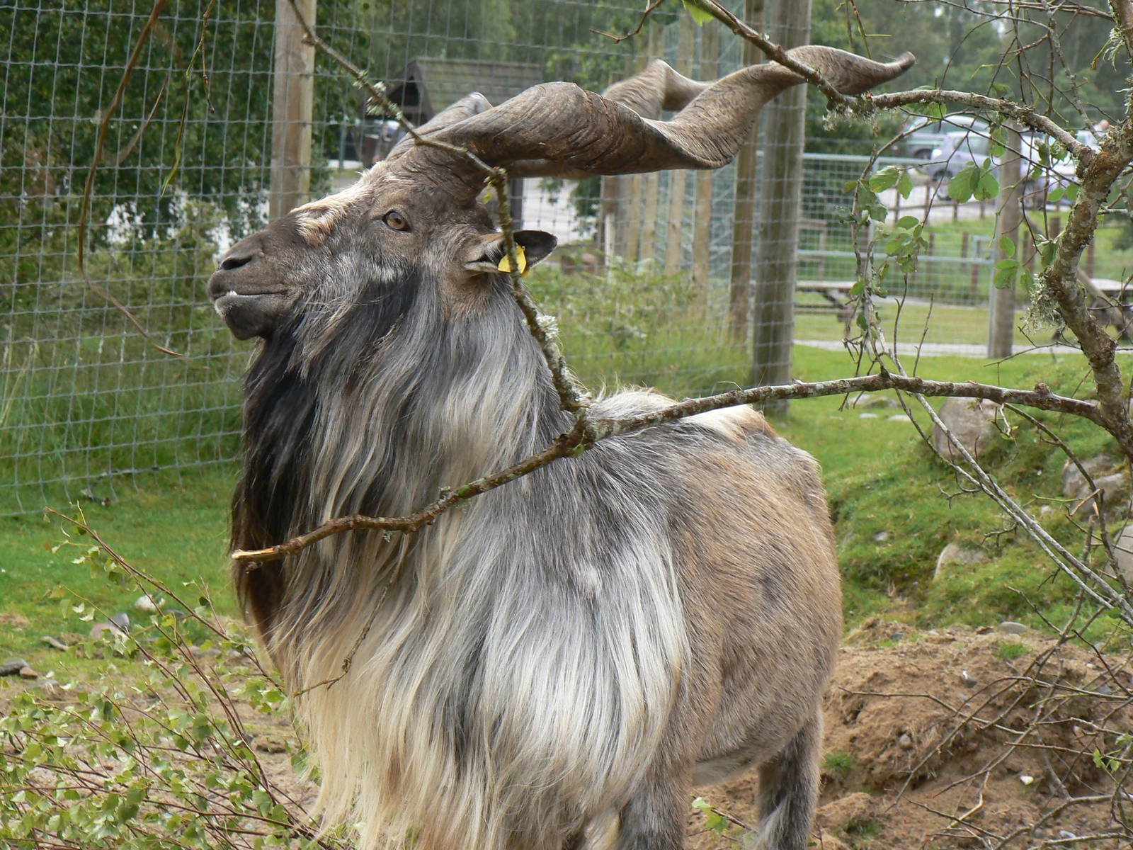 Male Markhor