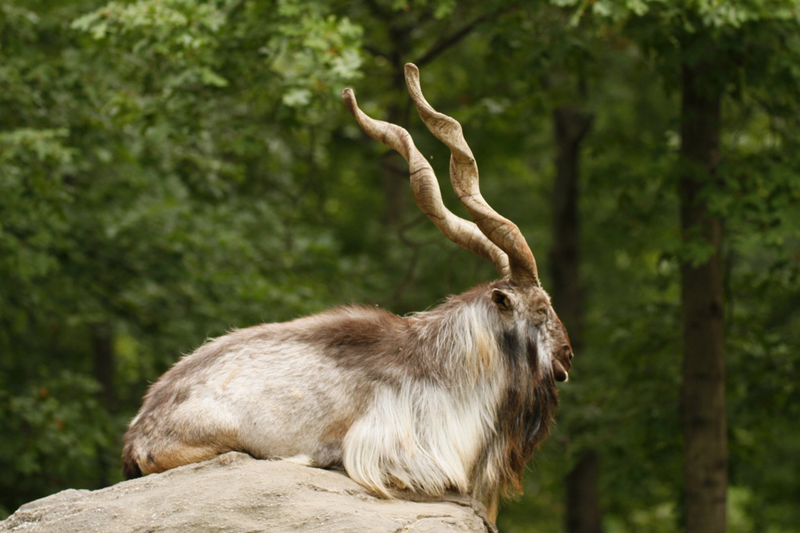 Male Markhor