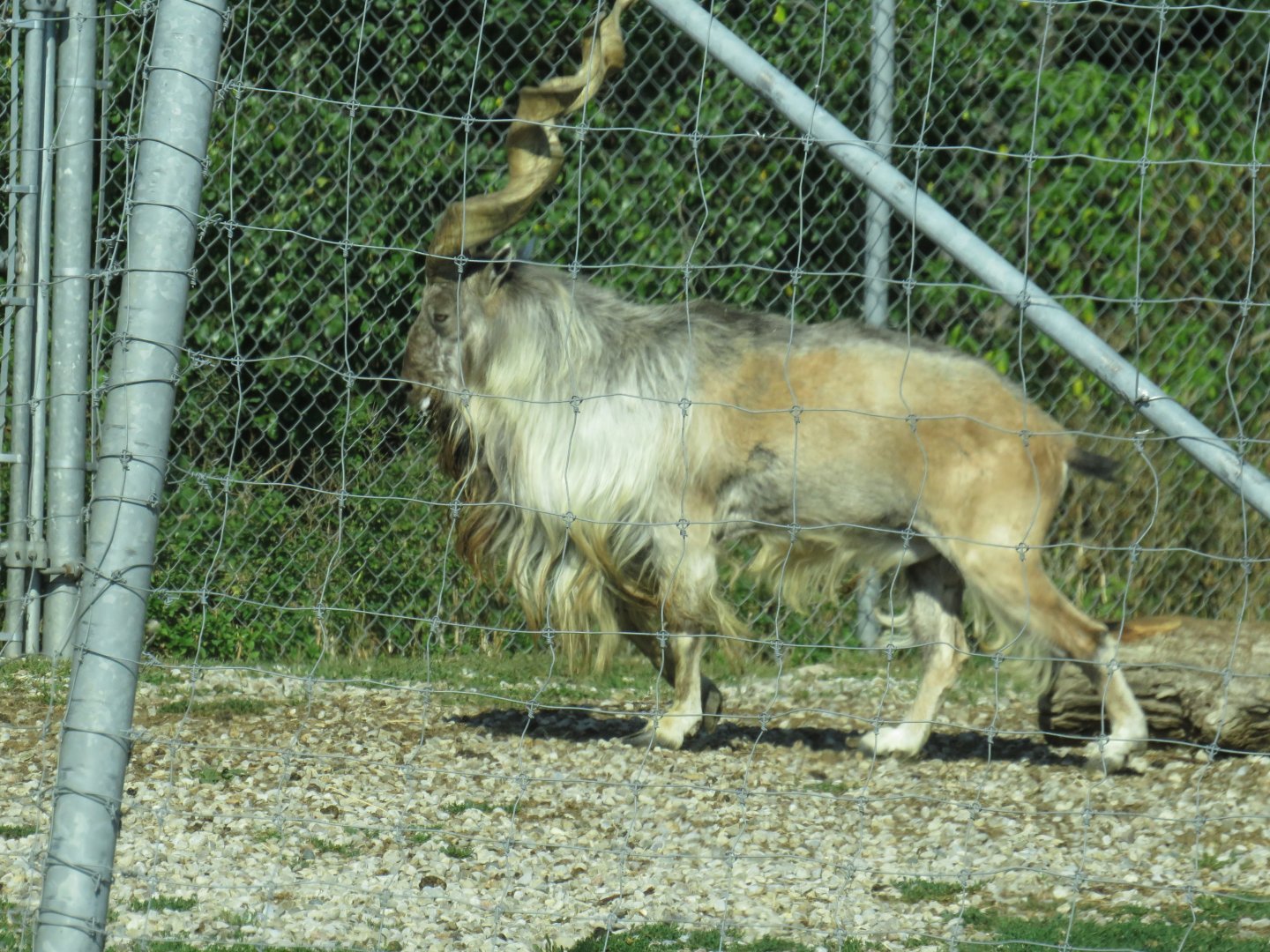 Male markhor